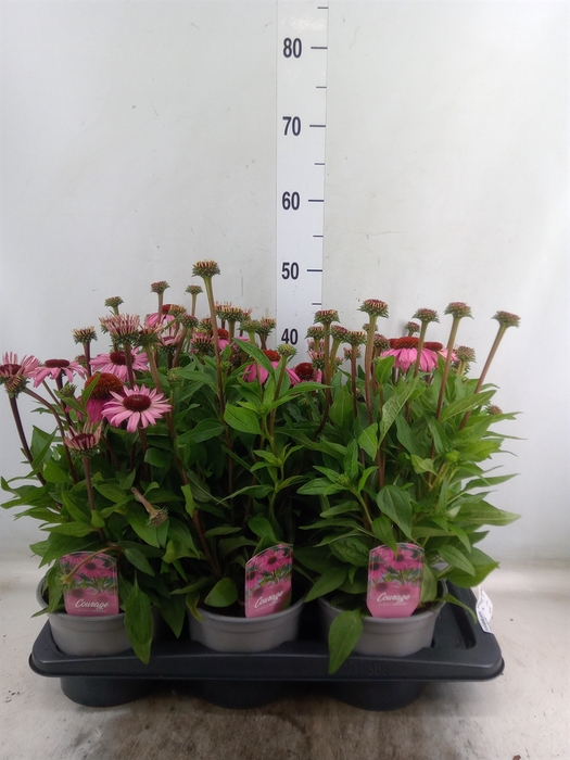 <h4>Echinacea purp. 'Mooodz Courage'</h4>