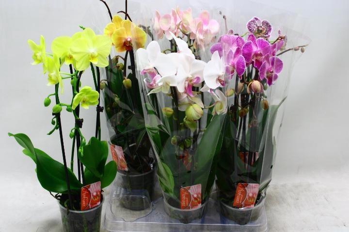 <h4>PHAL EL CASCADE</h4>
