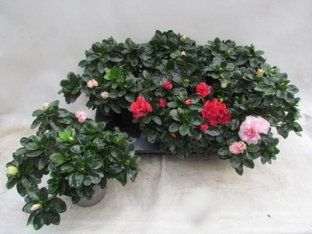 <h4>RHODO SI VOGEL GEM</h4>