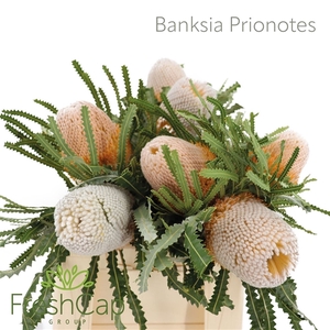 Banksia Prionotes