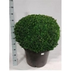 Buxus Semp Bol 55-60cm
