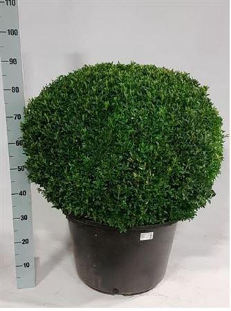Buxus Semp Bol 55-60cm
