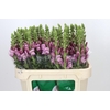 Antirrhinum Potomac Lavender