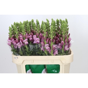 Antirrhinum Potomac Lavender