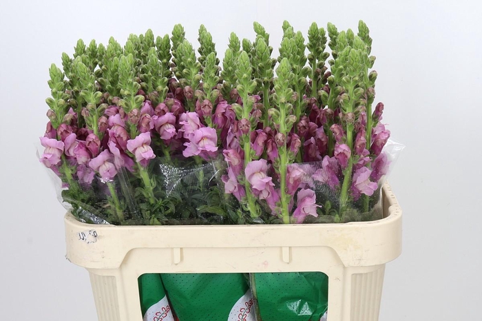 <h4>Antirrhinum Potomac Lavender</h4>