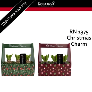 1375 - Christmas Charm (Hyacint)