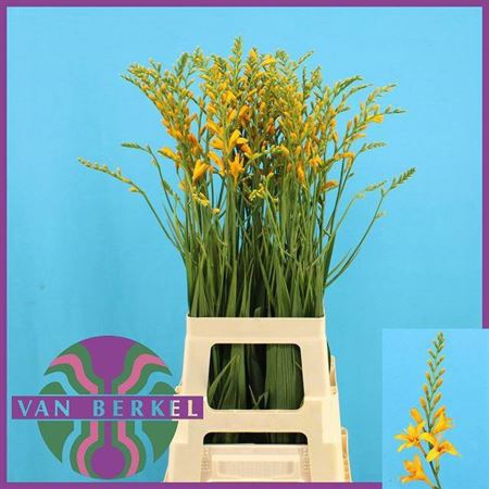 <h4>Crocos Suzanna</h4>