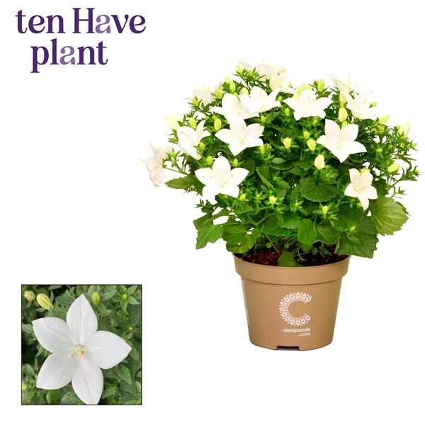 Campanula iso. 'Atlanta'