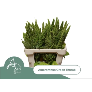 AMAR GREEN THUMB