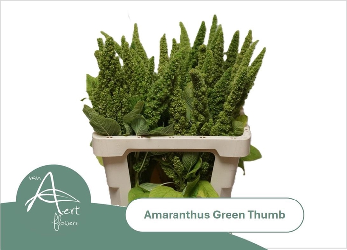 <h4>AMAR GREEN THUMB</h4>