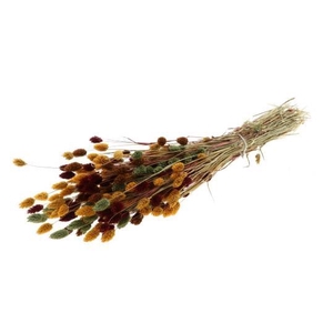 Phalaris Autumn Mix