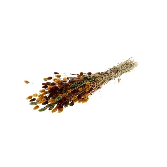<h4>Phalaris Autumn Mix</h4>