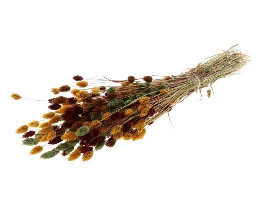 Phalaris Autumn Mix