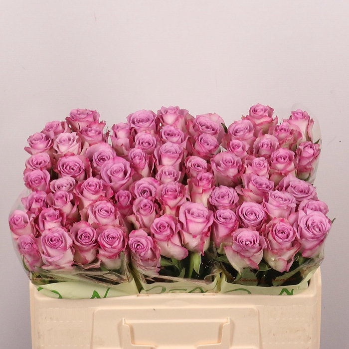 <h4>R GR THRILLER</h4>