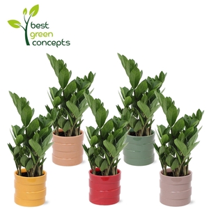 ARR ZAMIOCULCAS