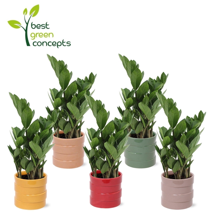 <h4>ARR ZAMIOCULCAS</h4>