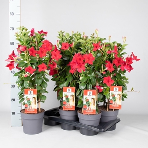 Mandevilla am. 'Sundav Red'