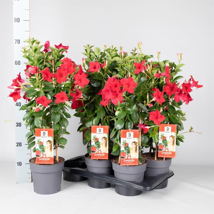 <h4>Mandevilla am. 'Sundav Red'</h4>