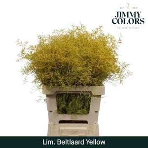 Lim Bel L70 Yellow
