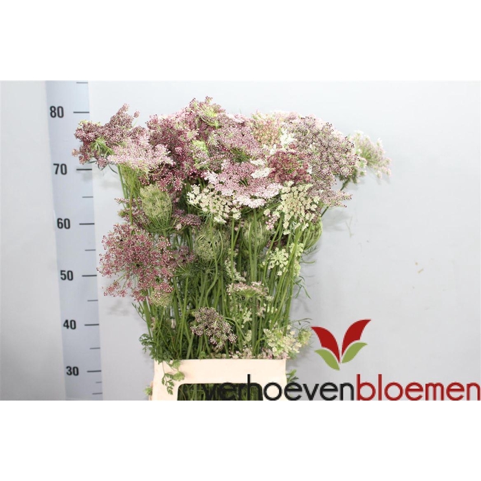 <h4>Daucus Carota Dara</h4>