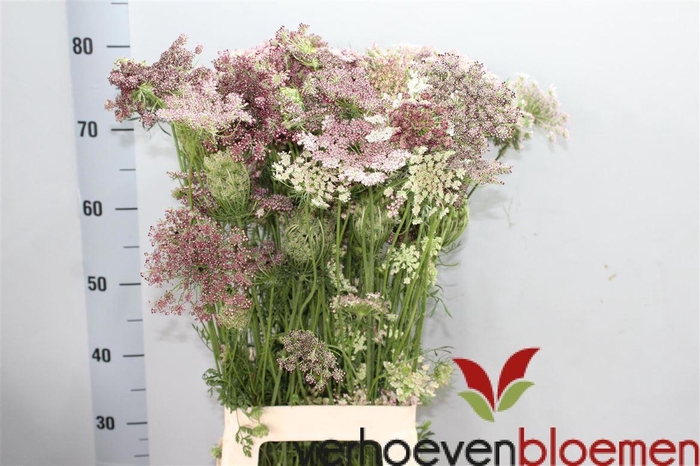 <h4>Daucus Carota Dara</h4>