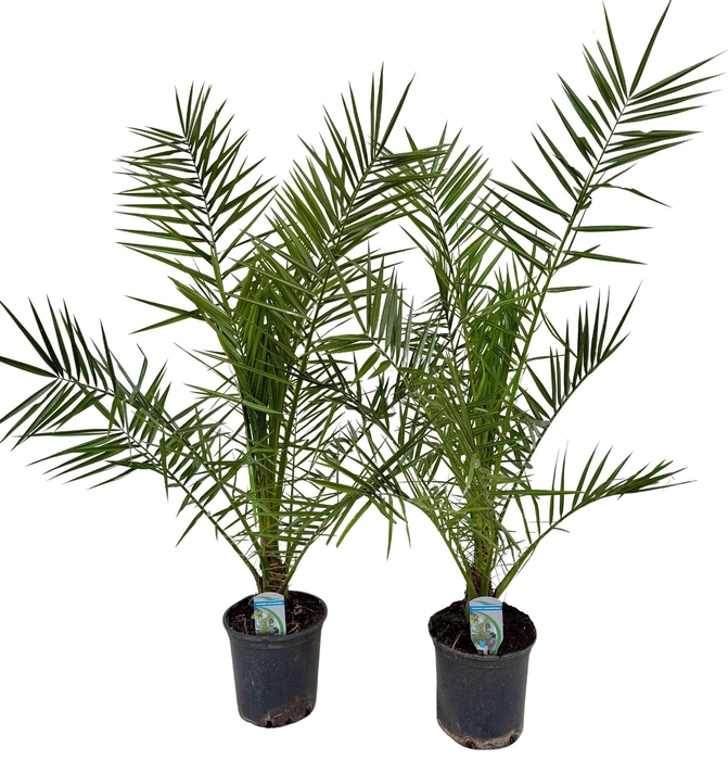 <h4>Phoenix canariensis</h4>