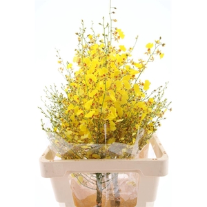 Onc Golden Wish L