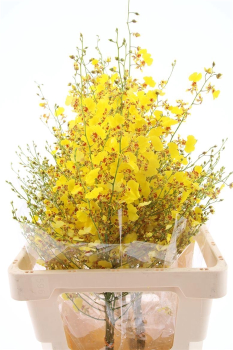 <h4>Onc Golden Wish L</h4>