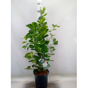 Ficus microcarpa 'Moclame'