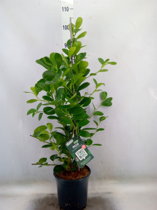 <h4>Ficus microcarpa 'Moclame'</h4>