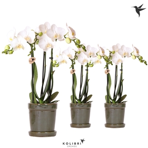 Kolibri Orchids Phalaenopsis white 3 spike in Flower pot green