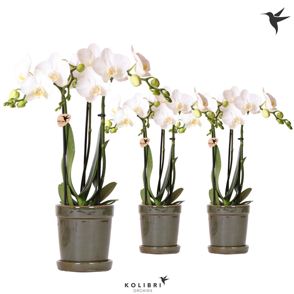 <h4>Kolibri Orchids Phalaenopsis white 3 spike in Flower pot green</h4>