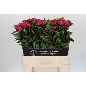 Paeonia Red Sarah Bernhardt