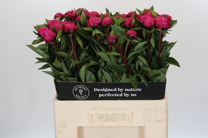 Paeonia Red Sarah Bernhardt