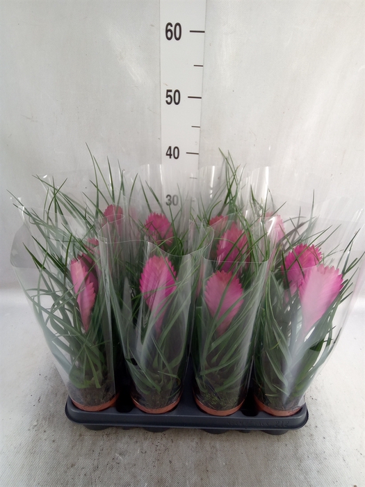 <h4>Tillandsia cyanea 'Anita'</h4>