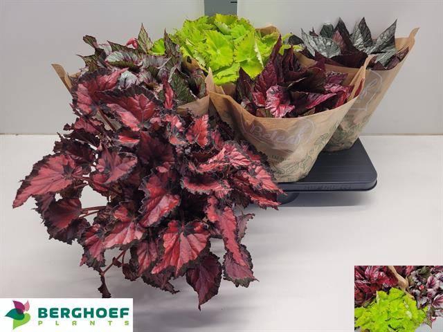 <h4>BEG BEL GEM</h4>