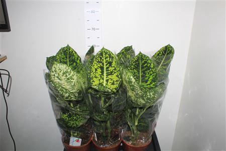 <h4>Dieff Reflector</h4>