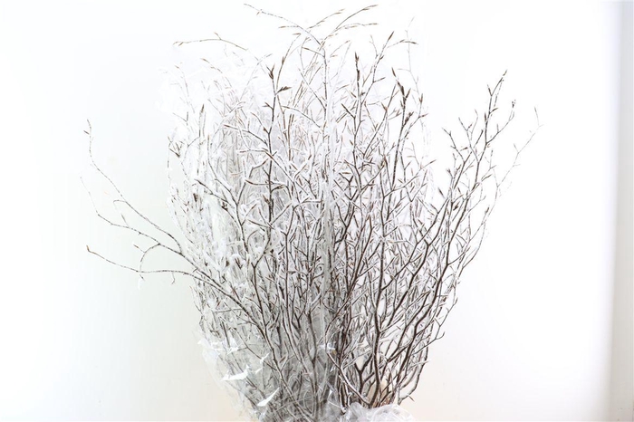 <h4>Beuk Snow 130cm</h4>