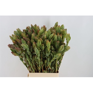 Leucad Discolor Spray