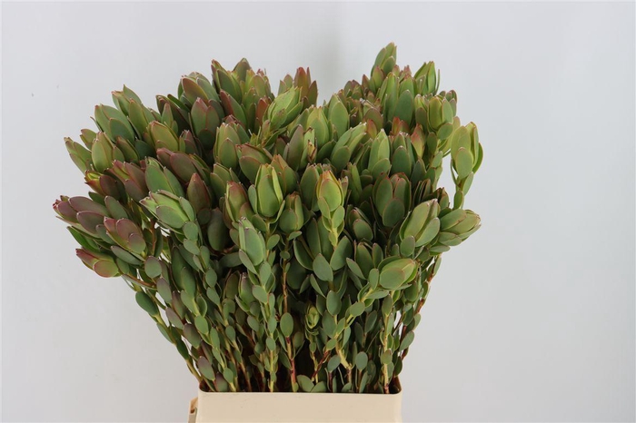 Leucad Discolor Spray