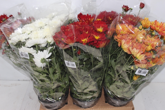 <h4>CRISANTEMO P15</h4>