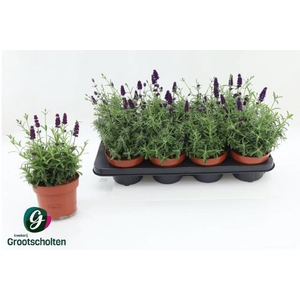LAVANDULA HIDCOTE P13