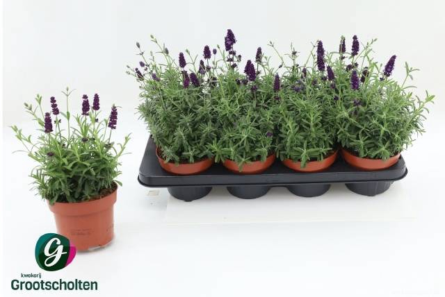 <h4>LAVANDULA HIDCOTE P13</h4>