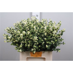 Sympho Mag Lemon Lime