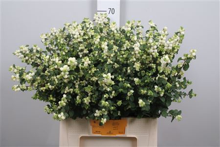 <h4>Sympho Mag Lemon Lime</h4>