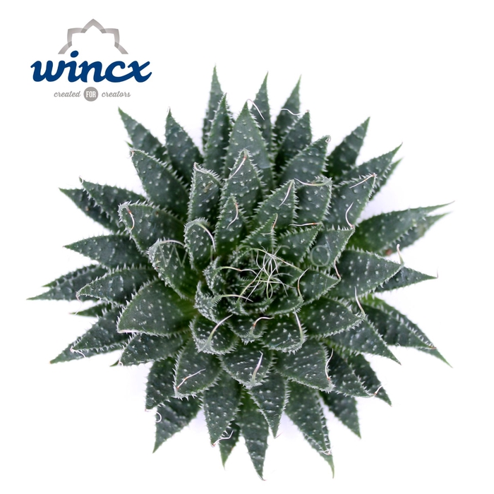 <h4>Aloe Aristata Cutflower Wincx-8cm</h4>