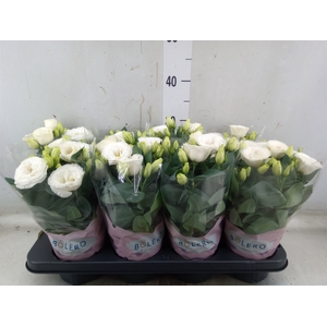 Eustoma russ. DU 'Julietta White'