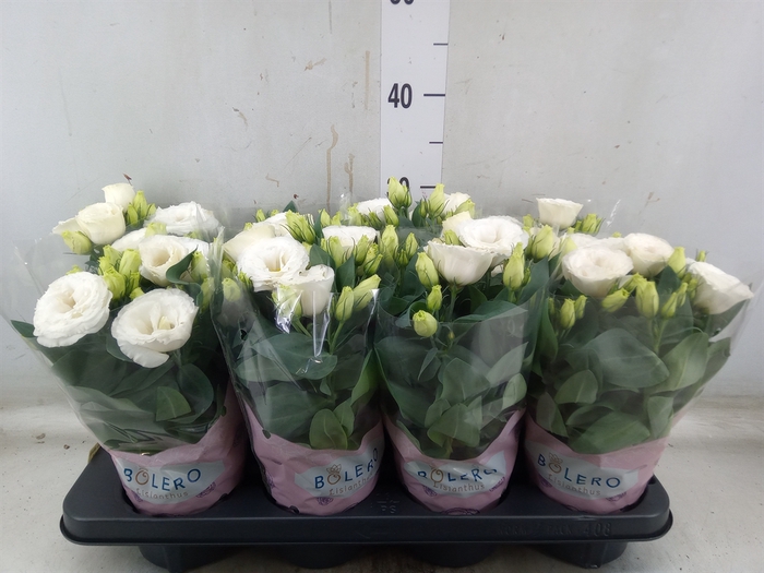 <h4>Eustoma russ. DU 'Julietta White'</h4>