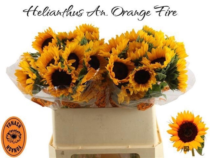 <h4>Helianthus orange fire</h4>