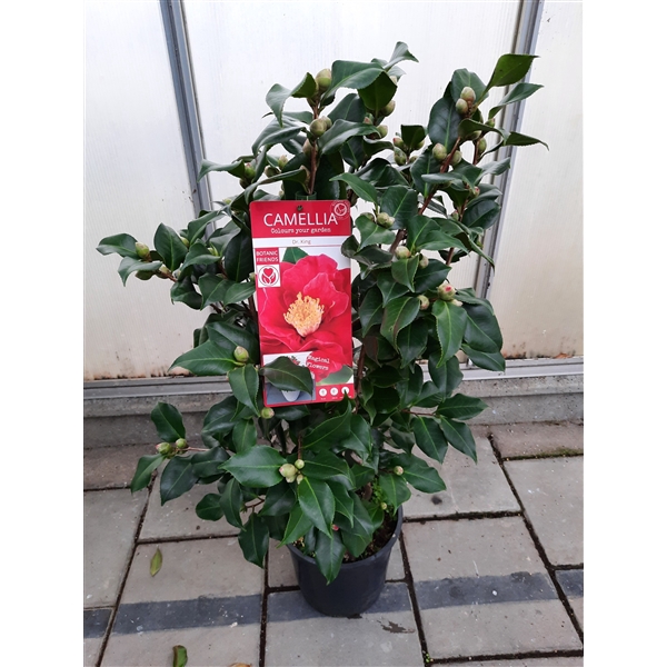 Camellia jap. 'Dr. King'